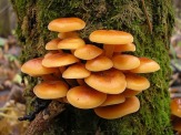 Опята – грибная культура для посадки грибов!